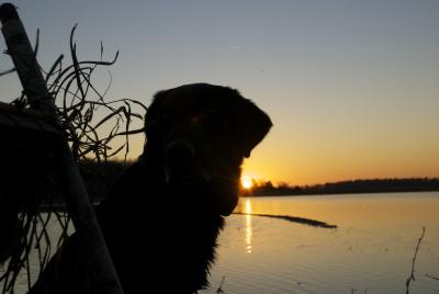 Tork watching the sun rise 